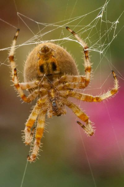 Colorado, Jefferson County Orb-weaver spider